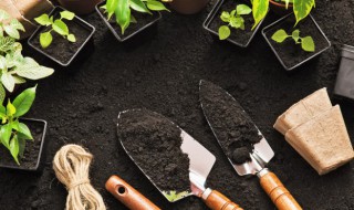 种植石竹对土质有要求吗（地栽石竹的种植方法和注意事项）