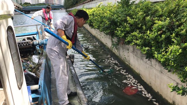 上海苏州河今年死鱼现象增多主要原因是不科学放生