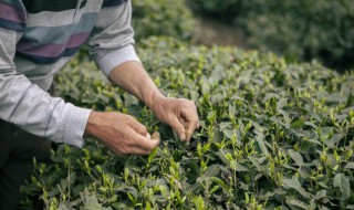 茶叶水可以减肥吗（女人每天喝茶叶水可以减肥吗）