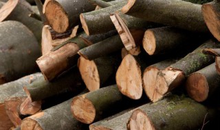 各种木料怎么区分材质（木材材质有哪些）