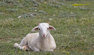 绵羊养殖冬天注意 养殖绵羊的注意事项