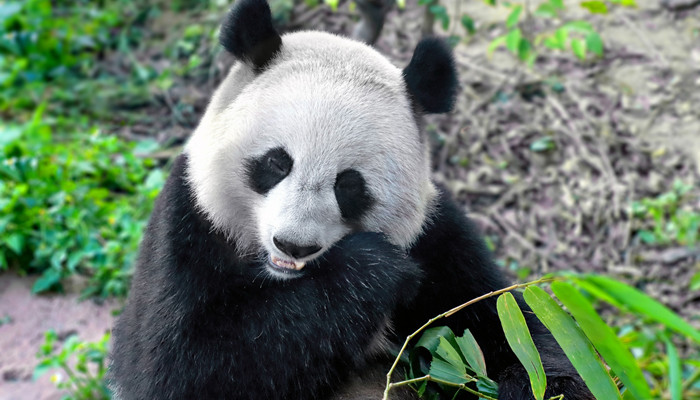 大熊猫的性格特点