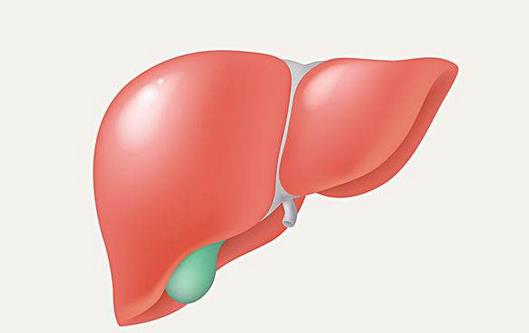肝病的早期症状有哪些（肝病的早期症状有哪些图片）