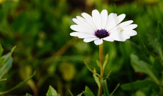 除虫菊有什么功效呢？，什么是除虫菊