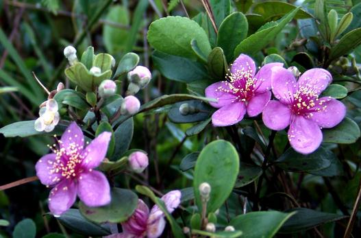 家里养的花为什么壮不起来？（家里的花养不活）