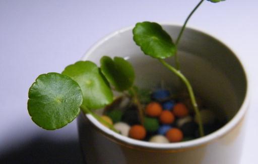 水培花卉的增氧方法 水培植物增氧