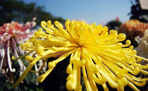 教你养好菊花的方法（如何养好菊花）