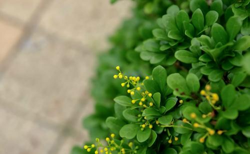 夏季如何给米兰花浇水？，夏季如何给米兰花浇水和浇透水