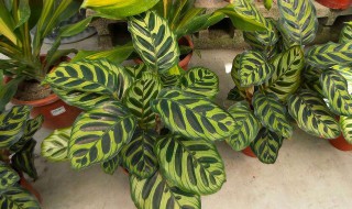 竹芋的种植方法和养护 竹芋的种植方法和养护方法