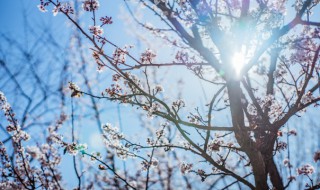 梅花适合什么季节播种（梅花在什么季节种）