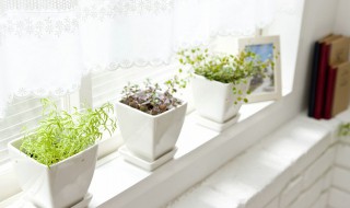 室内适合盆栽的植物有哪些 室内适合什么盆栽植物