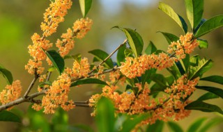 桂花冬天怎么盆栽 桂花盆栽怎么过冬