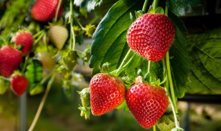 想在家种植草莓怎么种植（想在家种植草莓怎么种植视频）