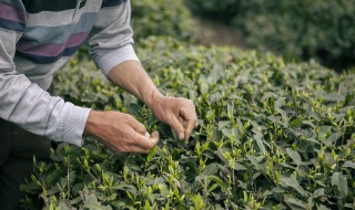 黄芽茶是什么种类的茶，黄芽茶是什么种类的茶具