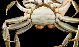 正常螃蟹有几条腿（螃蟹有几条腿）