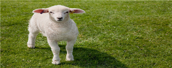 羊的耐寒温度是多少（羊能耐多少度低温）