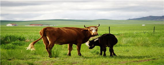 牛的成熟期 牛的成熟期是多少年