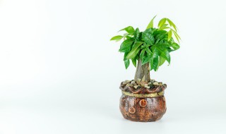 公司客厅放什么植物招财，客厅放什么植物招财又聚财呢