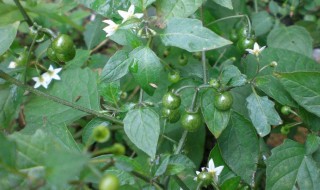 龙葵和白花菜区别，龙葵和白花菜区别在哪