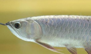 银龙鱼可以长多大 银龙鱼长多大才可以产卵