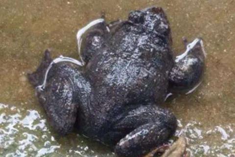 野生石蛙是国家保护动物吗