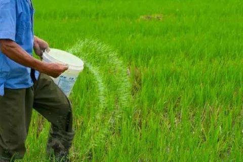 氮肥过多对水稻有什么危害