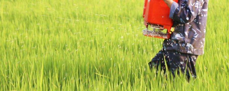 氮肥过多对水稻有什么危害（氮肥对水稻的影响）