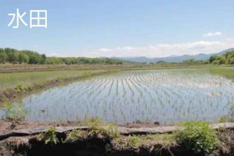 旱田和水田的区别