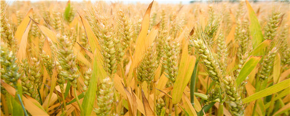 尧麦16品种介绍 尧麦16品种介绍聊城工业园
