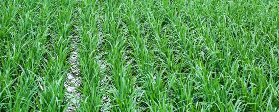 水稻倒伏是什么原因 水稻倒伏是什么原因导致的?如何防控?