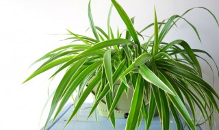 什么植物可以去除甲醛 什么植物可以去除甲醛味