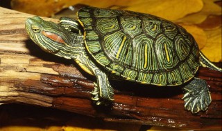 巴西乌龟夏天多久喂一次（巴西龟什么时候喂一次）