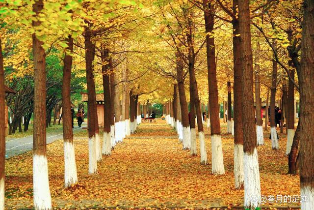 北京不知名的小众公园，却有着大片美丽的银杏林，很适合拍照呦