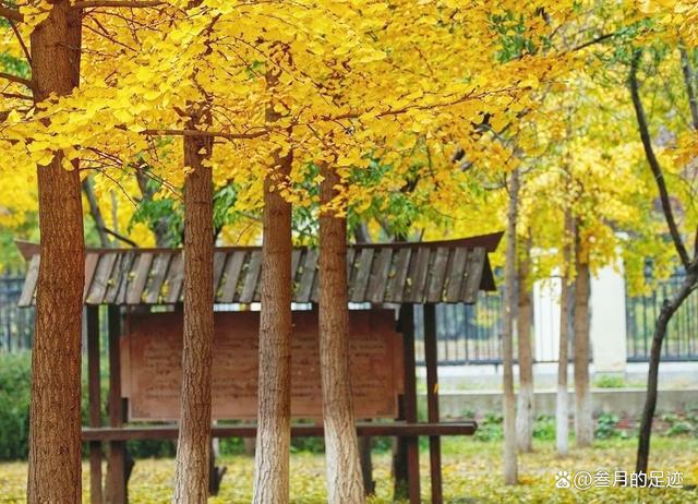 北京不知名的小众公园，却有着大片美丽的银杏林，很适合拍照呦