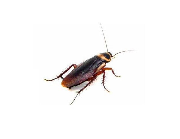 家里有蟑螂怎么办 如何防止蟑螂爬到床上
