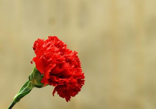 送一束红色康乃馨 为亲人带来祝福