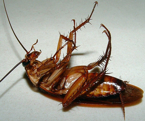 房间有蟑螂是什么原因 房间有蟑螂不敢睡觉怎么办 房间有蟑螂怎么办能根除