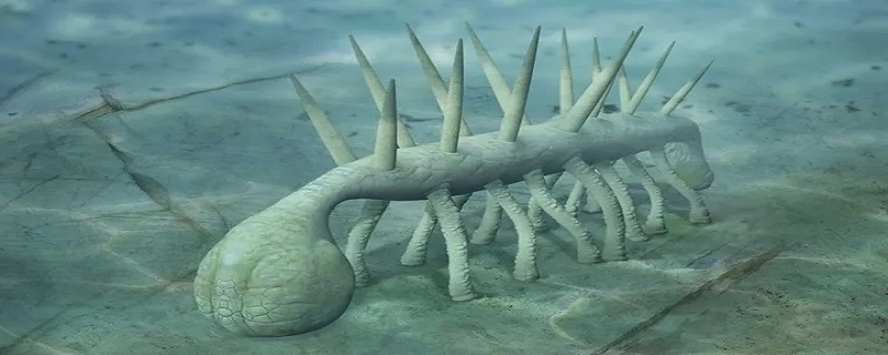 前寒武纪的生物 前寒武纪的生物特征