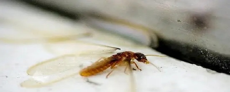 水蚁为什么要弄断翅膀 水蚁为什么要弄断翅膀呢