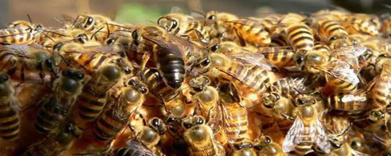 家庭常出现的黑色蜜蜂是什么 家里出现黑色的蜜蜂是什么蜂