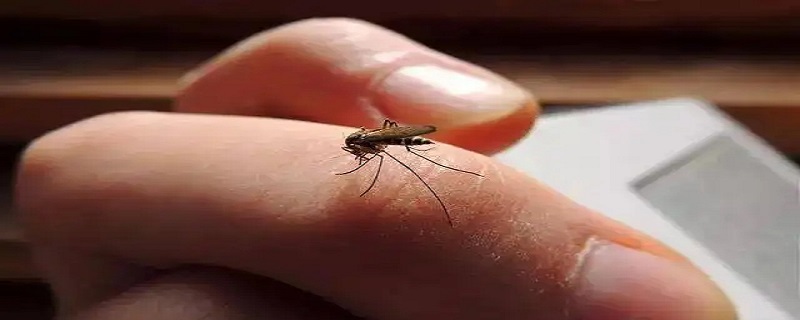 如何定位蚊子位置，如何定位蚊子位置视频