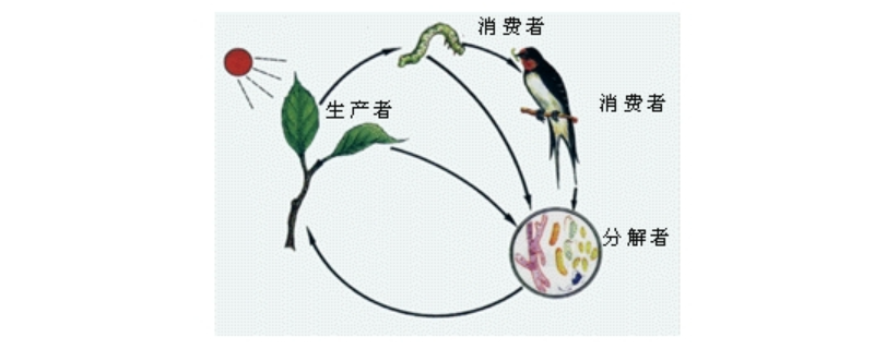 有机碎屑被分解者最终分解成什么等