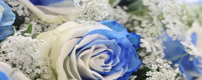 淡蓝白相间的玫瑰叫什么 淡蓝白相间的玫瑰叫什么名字