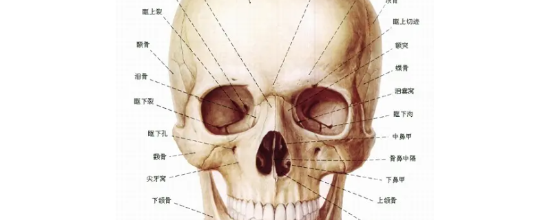 颅骨属于循环系统吗（颅骨属于什么系统）