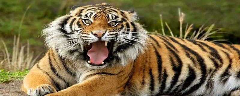 老虎品种有哪些 老虎品种有哪些图片