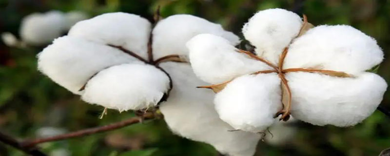 新疆棉花的用途有哪些（新疆棉的主要用途）