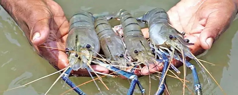泰虾到底是什么虾 泰国虾是什么虾