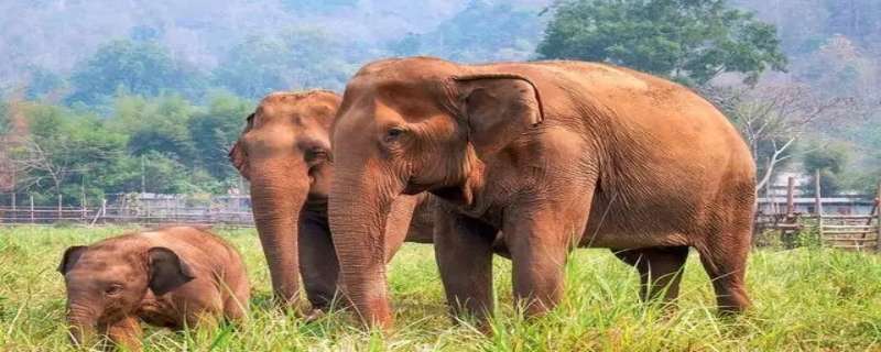 如何保护大象（如何保护大象英语翻译）