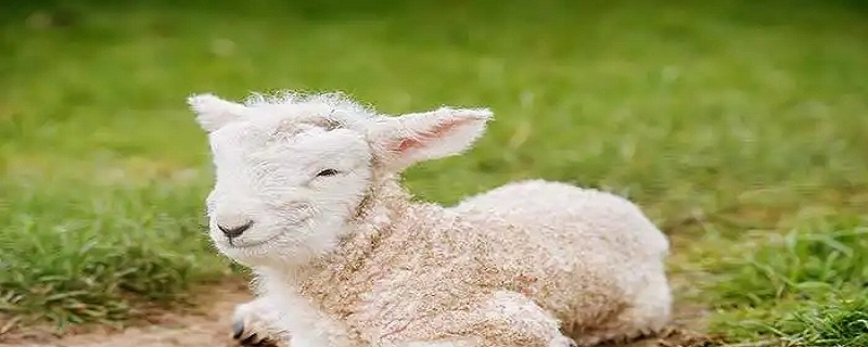 绵羊可以做什么生活用品，绵羊可以做什么生活用品卖