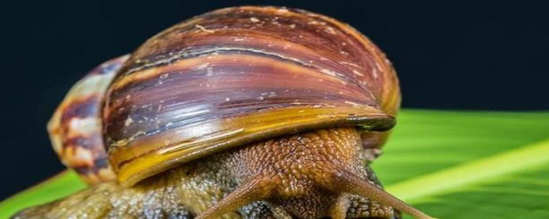 非洲大蜗牛能养吗（非洲大蜗牛能养吗视频）